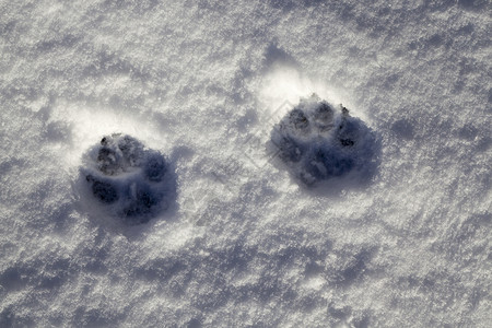 脚印雪中狗或狼的踪迹从山上看到狼犬雪的特视镜荒野森林图片