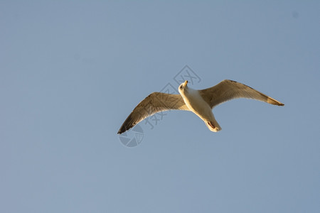 支撑自由羽毛蓝色天空中飞行的海鸥图片