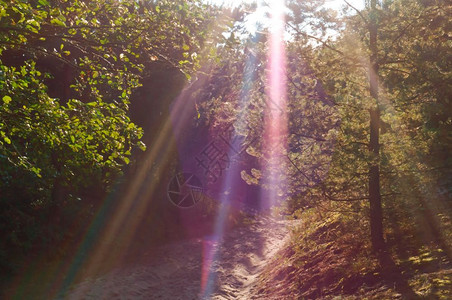 公园松树林中的阳光透过树枝的阳光透过树枝的木风景图片