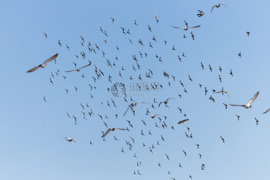 收藏飞鸟和鸽子群过蓝天背景一种翅膀图片