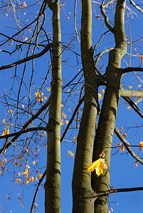 框架静脉有色黄秋公园树上叶图片