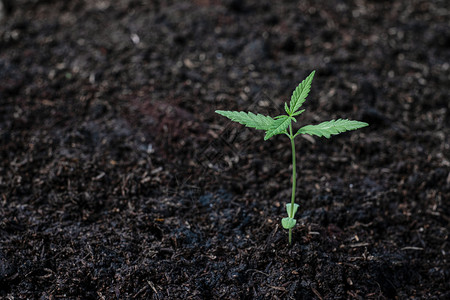 腐殖质增生草本以土壤为背景在地面上种植少量幼苗的植物图片