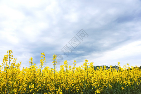 美丽的油菜花田农村高清图片素材