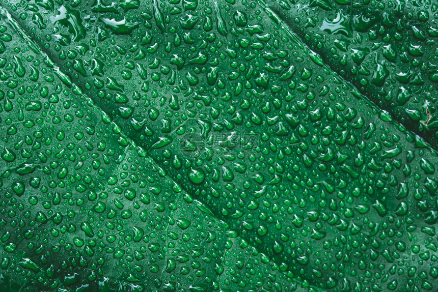 湿的花园绿叶上水滴雨后露珠热带图片
