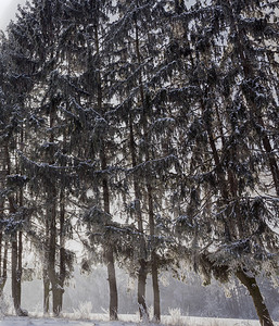 户外轮廓神秘森林的冬季长青生芽和松树针头覆盖了自然中的雪和霜冻地貌不需要冬季森林景观高清图片素材