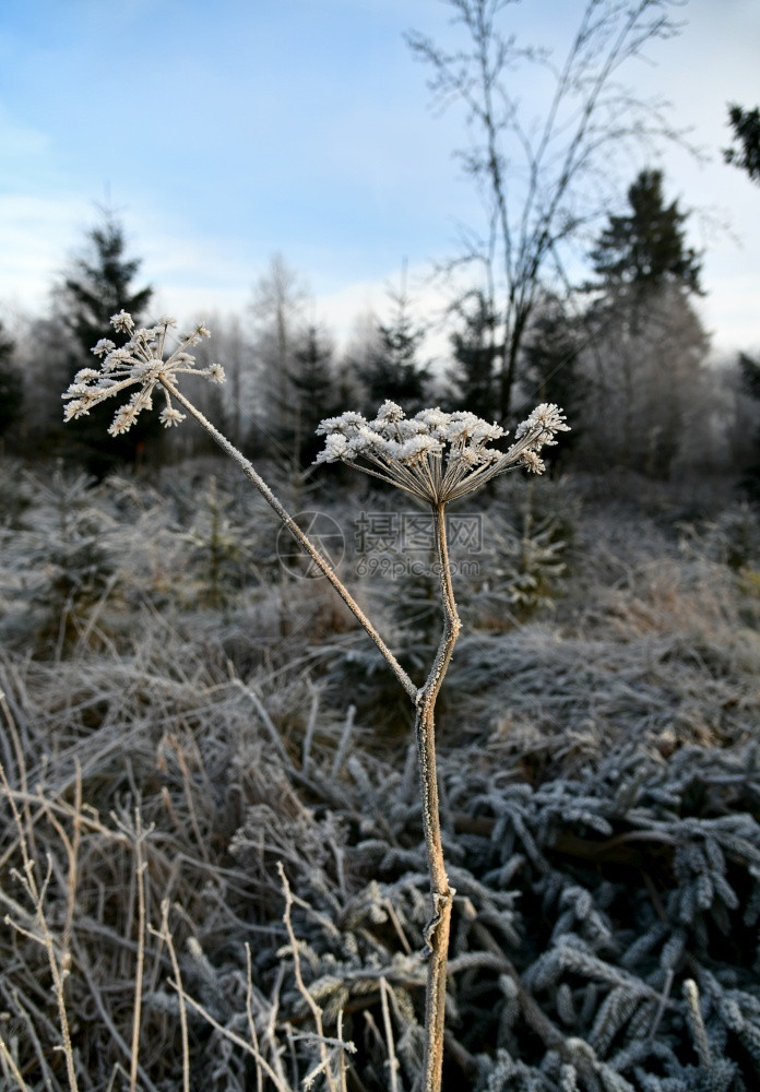 外部冬季雪覆盖的草地蓝色远足图片