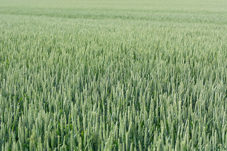 夏季塞卡勒谷类麦片一绿色的鲜花黑麦地晴天健康夏图片