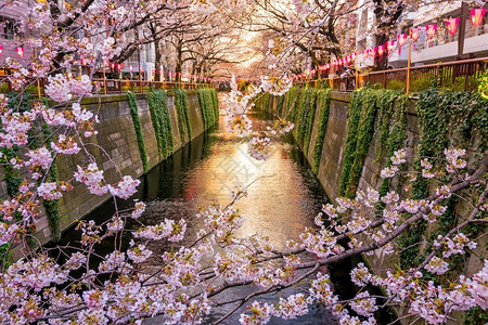 花见的旅行在日本东京的黄昏时在超级运河采樱花开图片