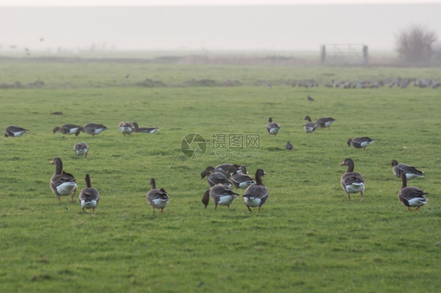 自然草地上的鹅乡村野生动物图片