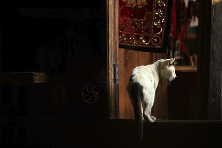 哺乳动物羊肉窗口上的猫白色图片