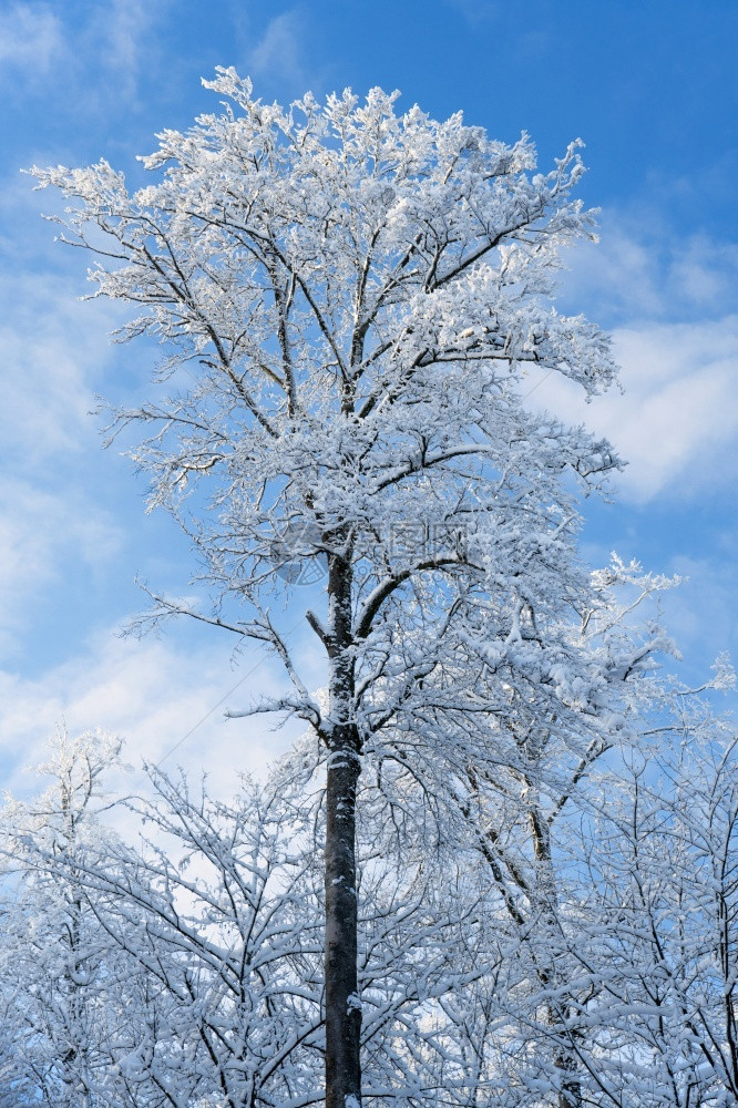 冬季雪景风光图片