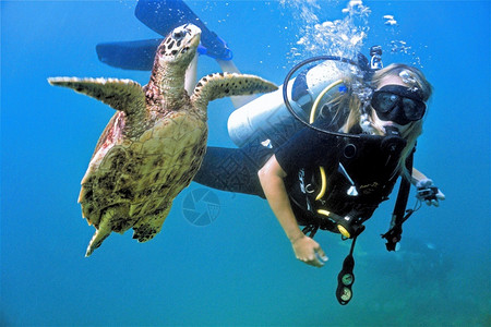利佩湖阳光海龟和潜水员女孩水族馆高清图片素材