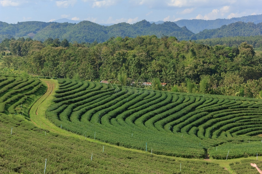 山上美丽的茶叶种植场乡村的农景观图片