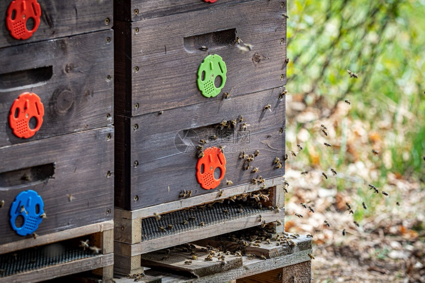 盒子养蜂人花粉靠近飞蜜蜂木和图片