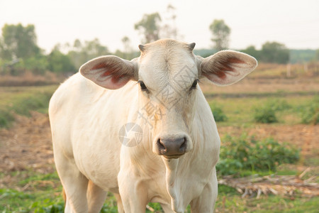 白色的草地上牛吃农场图片