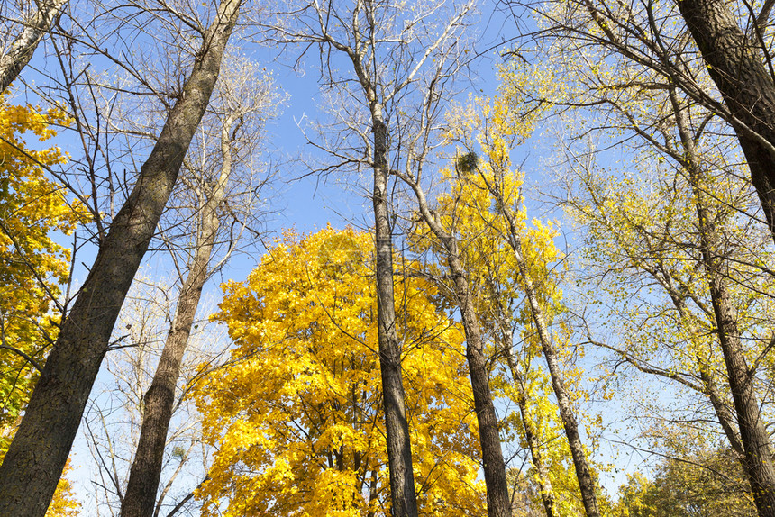 郁葱超过风景这美丽的树叶在秋季关闭了顶端的黄绿色树叶在森林上图片