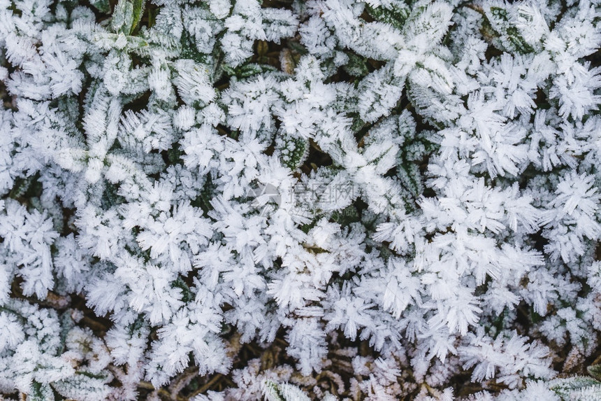 霜盖的植物图片