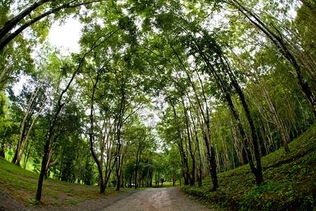 深的绿色森林中乡村道路夏季时间荒野场景图片