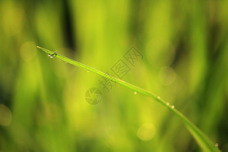 早晨白饭绿色上的稻田图片