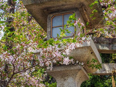 花开奈良郡山传统日本灯笼有樱花日本灯笼和樱花图片