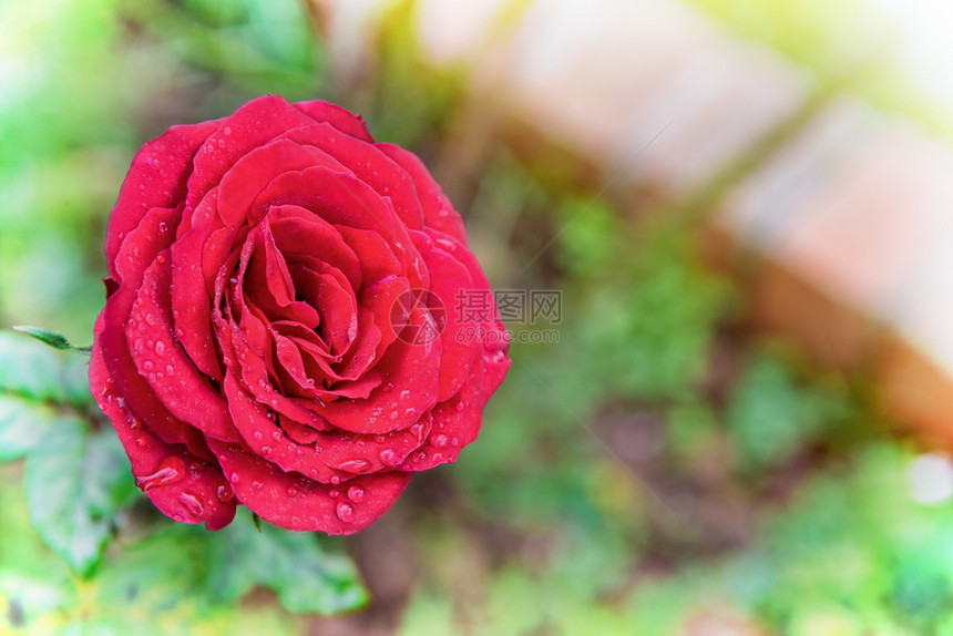 花的在园树枝上绽放特写红玫瑰为背景在树枝上绽放蔷薇科湿的图片