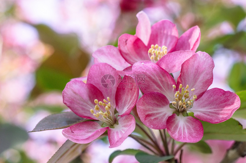 植物学花园粉色的红苹果树作为天然背景的开花分支图片