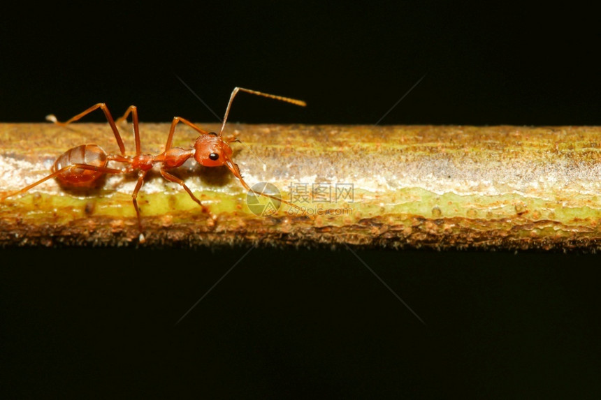 热带荒野在泰国自然界的树上闭紧红蚂蚁色的图片