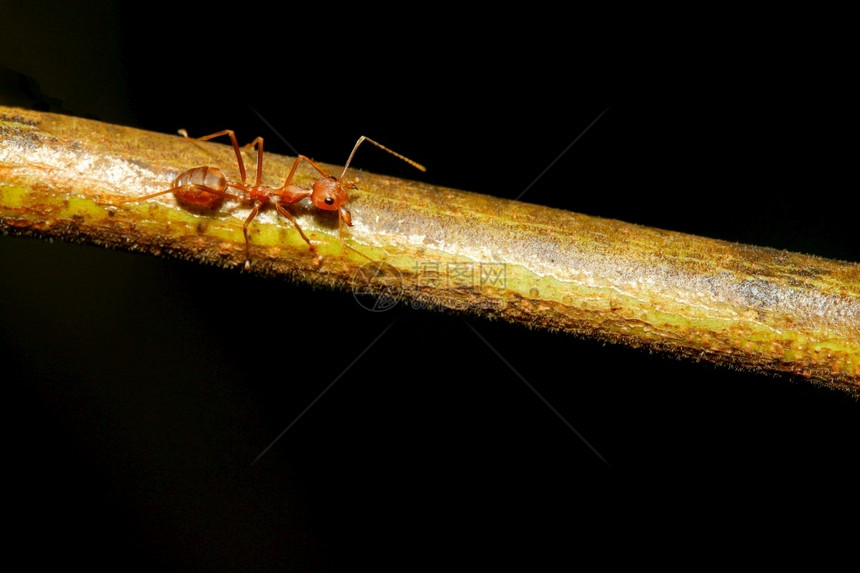 细节在泰国自然界的树上闭紧红蚂蚁漏洞墙纸图片