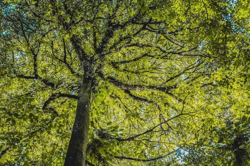 林树叶背景木头绿色美丽图片