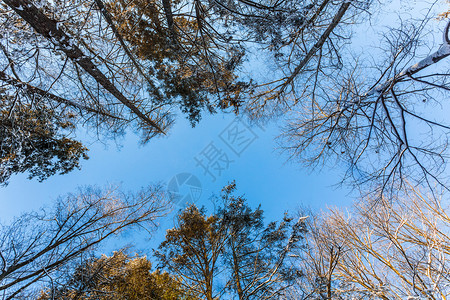 冬季森林蓝天晴树梢黄色冬季森林蓝天晴树梢环境空雪图片