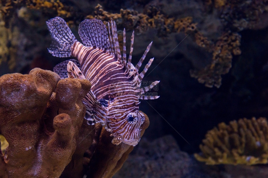 在水族馆内装有珊瑚礁饰的水下彩色狮子鱼有旅行生活图片