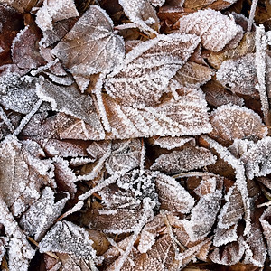 红色的冷冻叶子美丽冬季自然背景棕色的雪天气高清图片素材