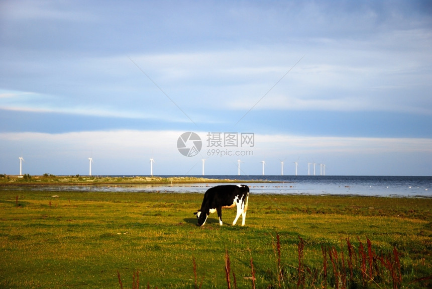 环境的户外保波罗海西德岛奥兰岸对生态友好的观赏放牧牛和风力涡轮机图片