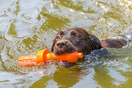 咬人玩一只棕色拉布多狗在天然水中游动物图片