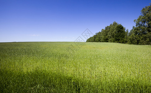 乡村的庄稼夏季森林中绿色谷物和树木的农业田地上夏月风景季农地景观生长图片
