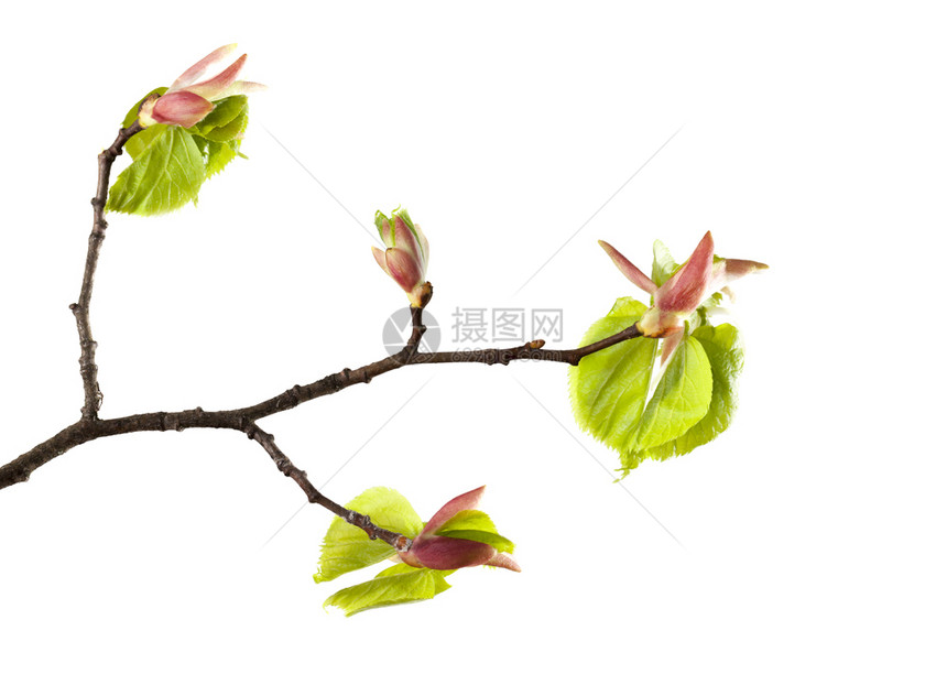 树枝和一些绿叶开在棵树上以白种背景而不是孤立的林登泉季节花的绽放图片
