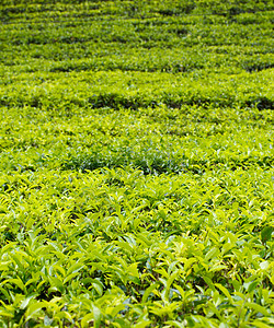 高的呸德米特罗茶叶种植园高清图片
