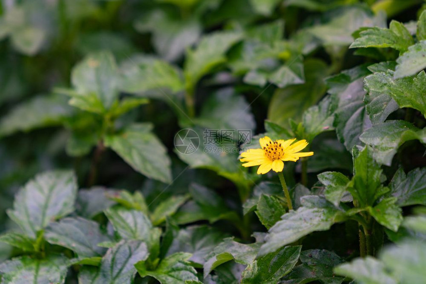 雏菊独自的新鲜在公园走廊一带盛开的黄色花朵中图片