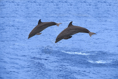 海中跳跃的两只海豚水高清图片素材