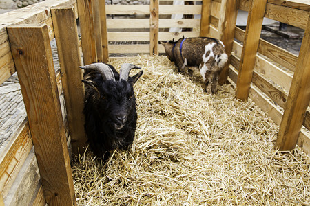 男生可爱的微笑牛奶生产农场中的小山羊哺乳动物奶生产农场中的小山羊图片