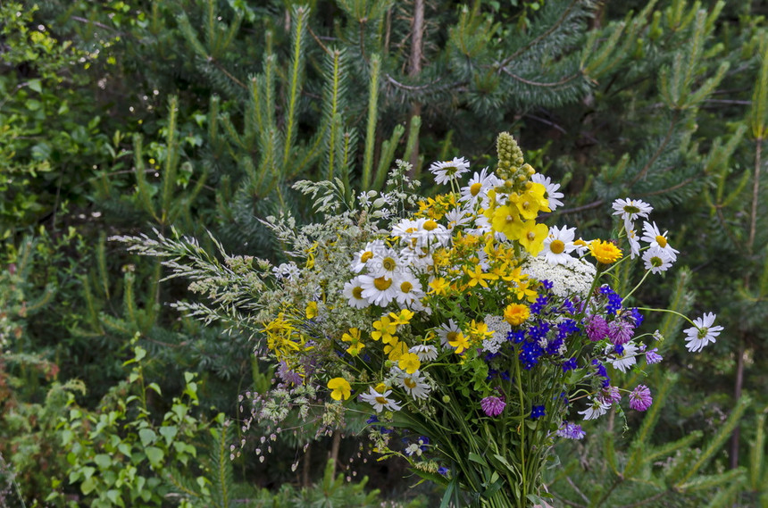 保加利亚Plana山花丛中不同野的布甲保加利亚颜色新鲜的户外图片