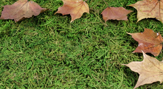 落下丰富多彩的植物地上落的树叶坠在地上的树叶图片
