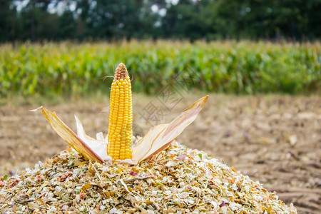 舍内维尔胡茬素食主义者农业区切碎玉米上的芯背景图片