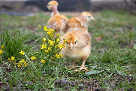 黄色的小鸡草地上的黄鸡农场自然背景特写草地上的一只漂亮小鸡设计理念草地上的黄鸡特写蓬松的羽毛户外背景