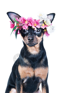 一只花圈中的狗玩具泰瑞尔肖像春天吉娃图片