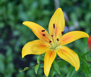 户外美丽的绽放LilyLatLilium它是夏季花园中LilleyLiliaceae黄色的植物属园艺高清图片素材