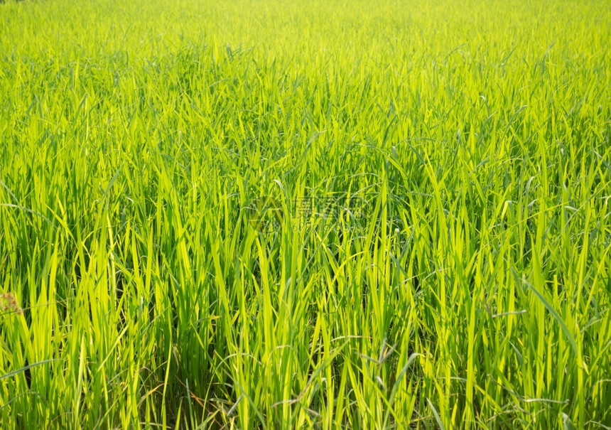 农田里的稻田图片