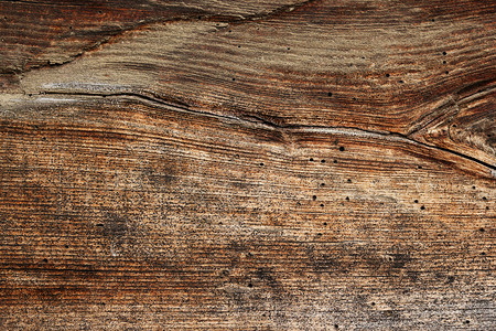 自然木板风化的纹理上孔洞云杉甲虫图片
