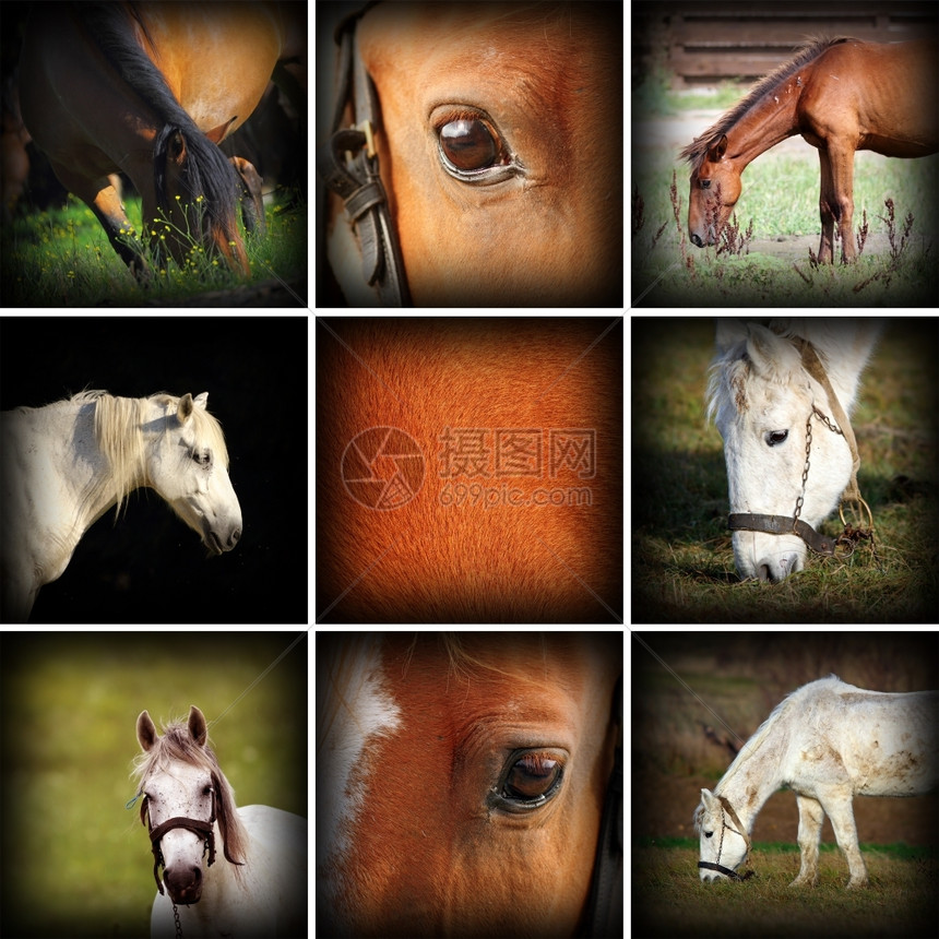 放动物不同的收集马匹照片农场生活详情等资料图片