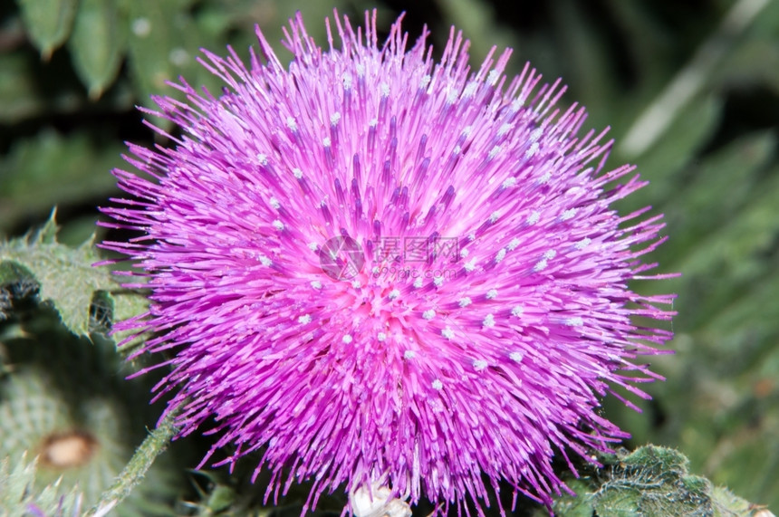 春天塔尼克刺穿了阿斯特罗莎家族中常年草原植物的Onopordum或genus紫色的属图片